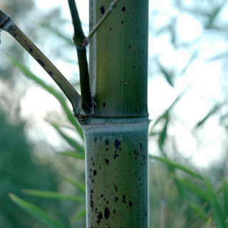 Bambou Phyllostachys b. Tanakae